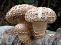 Lentinus edodes